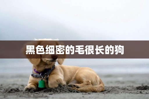 黑色細密的毛很長的狗