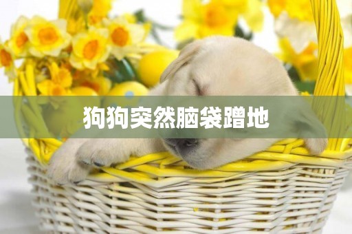 狗狗突然腦袋蹭地