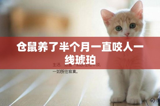 倉鼠養了半個月一直咬人一線琥珀