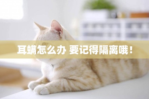 耳螨怎么辦 要記得隔離哦！