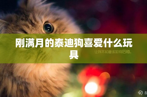 剛滿月的泰迪狗喜愛什么玩具