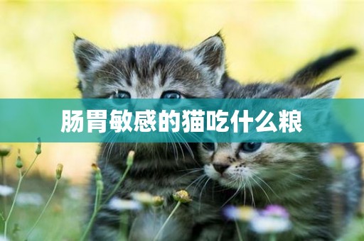 腸胃敏感的貓吃什么糧