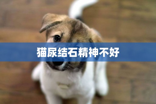 貓尿結石精神不好