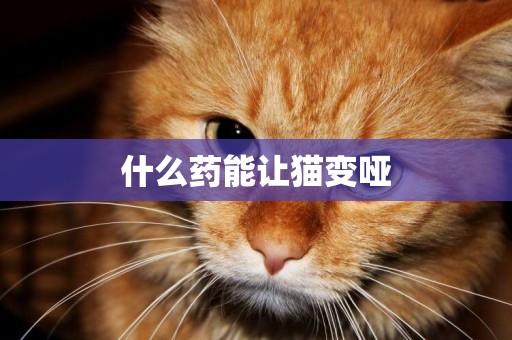 什么藥能讓貓變啞