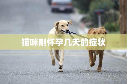 貓咪剛懷孕幾天的癥狀