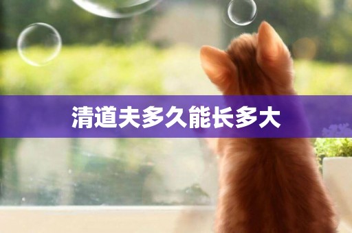 清道夫多久能長多大