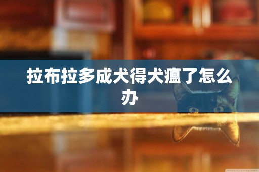 拉布拉多成犬得犬瘟了怎么辦