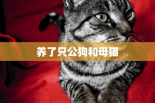 養了只公狗和母貓