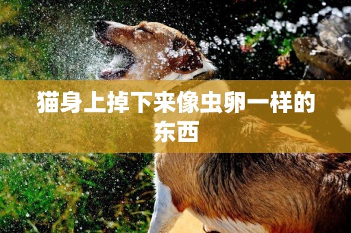 貓身上掉下來像蟲卵一樣的東西