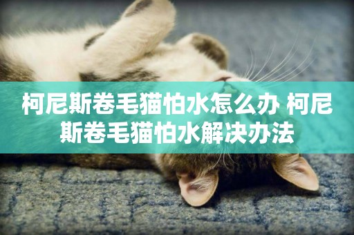 柯尼斯卷毛貓怕水怎么辦 柯尼斯卷毛貓怕水解決辦法
