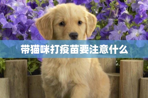 帶貓咪打疫苗要注意什么
