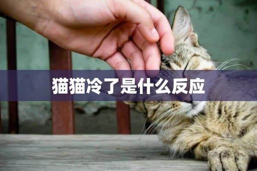 貓貓冷了是什么反應