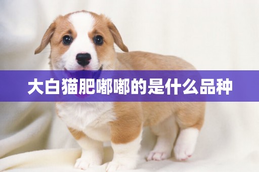 大白貓肥嘟嘟的是什么品種