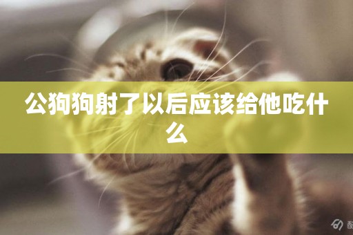 公狗狗射了以后應該給他吃什么