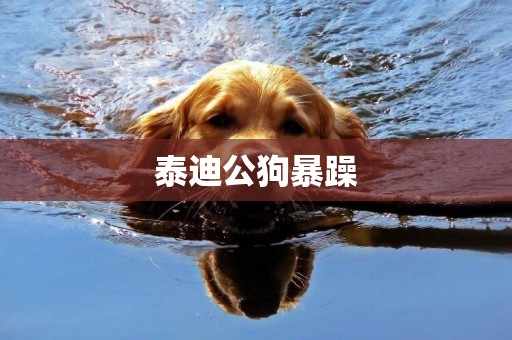 泰迪公狗暴躁