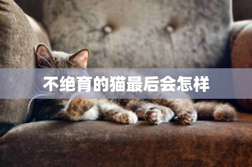 不絕育的貓最后會怎樣