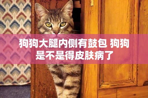 狗狗大腿內側有鼓包 狗狗是不是得皮膚病了