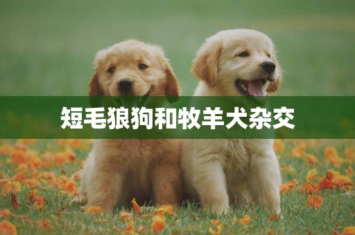 短毛狼狗和牧羊犬雜交