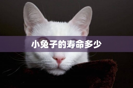 小兔子的壽命多少