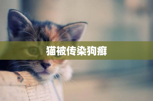 貓被傳染狗癬