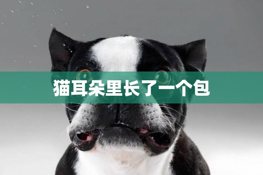 貓耳朵里長了一個包