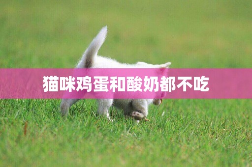貓咪雞蛋和酸奶都不吃