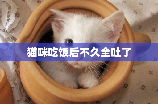 貓咪吃飯后不久全吐了