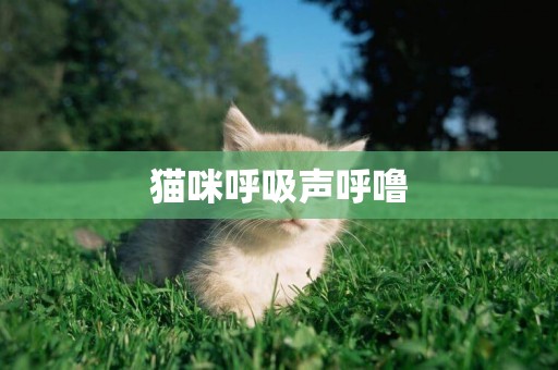 貓咪呼吸聲呼嚕