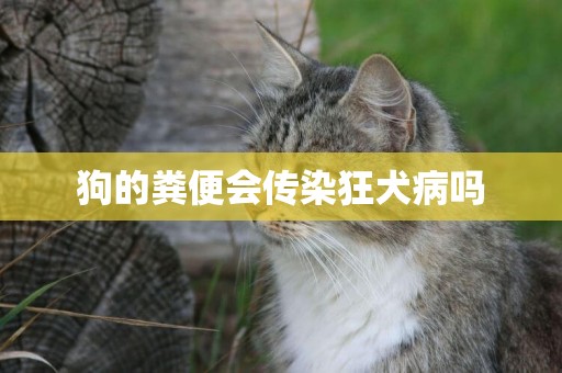 狗的糞便會傳染狂犬病嗎