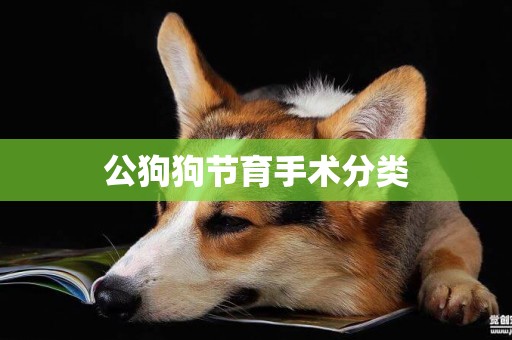 公狗狗節育手術分類