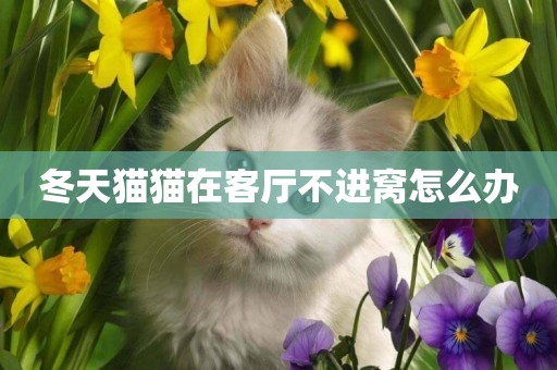 冬天貓貓在客廳不進窩怎么辦