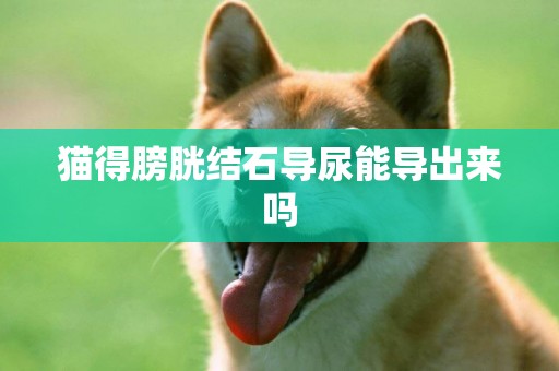 貓得膀胱結石導尿能導出來嗎