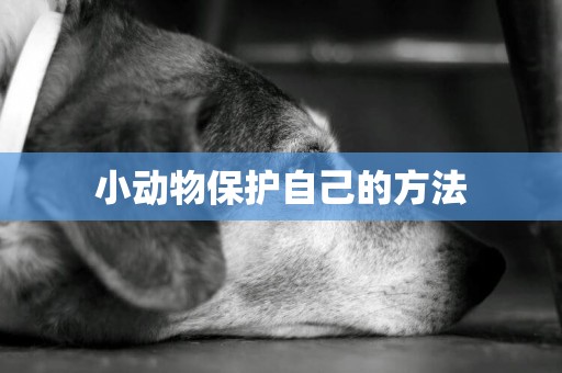 小動物保護自己的方法