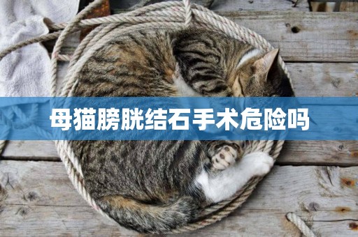 母貓膀胱結石手術危險嗎