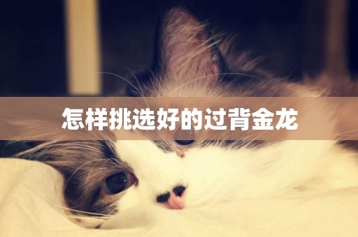 怎樣挑選好的過背金龍