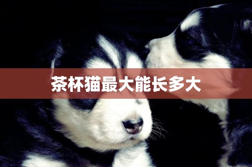 茶杯貓最大能長多大