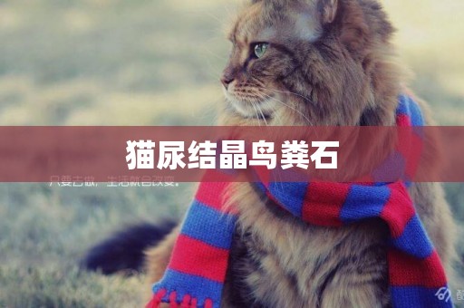 貓尿結晶鳥糞石