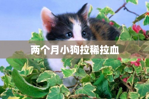 兩個月小狗拉稀拉血