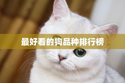 最好看的狗品種排行榜