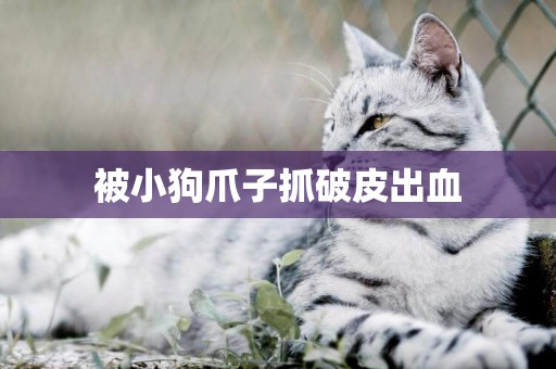 被小狗爪子抓破皮出血