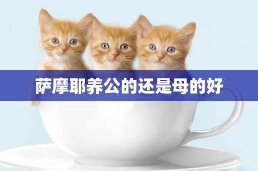薩摩耶養公的還是母的好