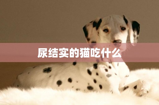 尿結實的貓吃什么