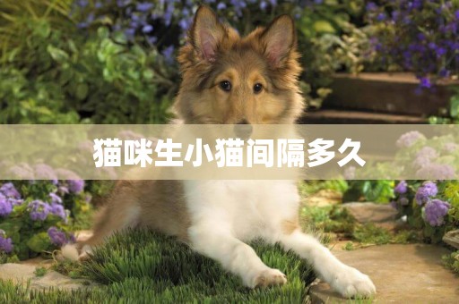 貓咪生小貓間隔多久