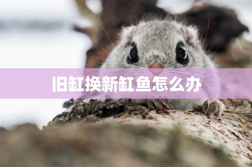 舊缸換新缸魚怎么辦