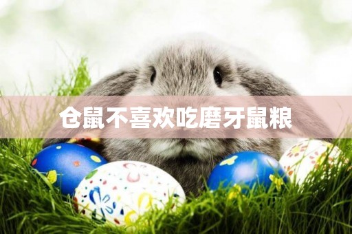 倉鼠不喜歡吃磨牙鼠糧