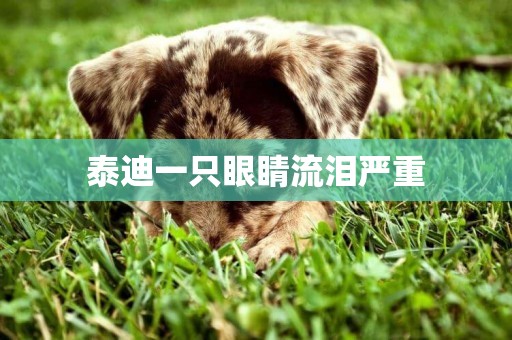 泰迪一只眼睛流淚嚴重