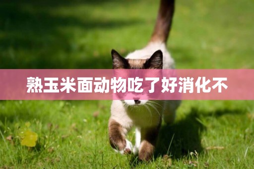 熟玉米面動物吃了好消化不
