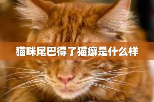 貓咪尾巴得了貓癬是什么樣