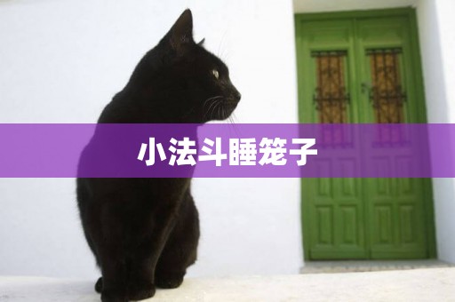 小法斗睡籠子