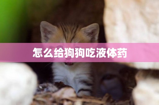 怎么給狗狗吃液體藥